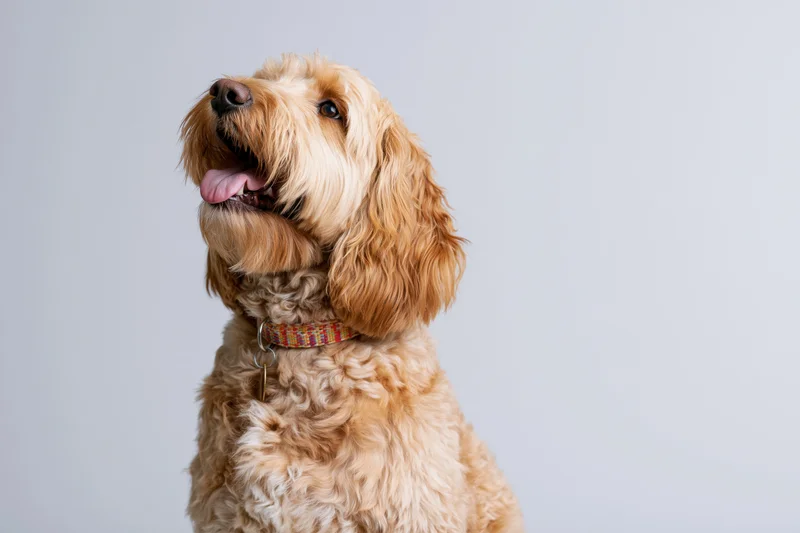 Golden cockapoo dog sitting upright with mouth open and tongue out against white background