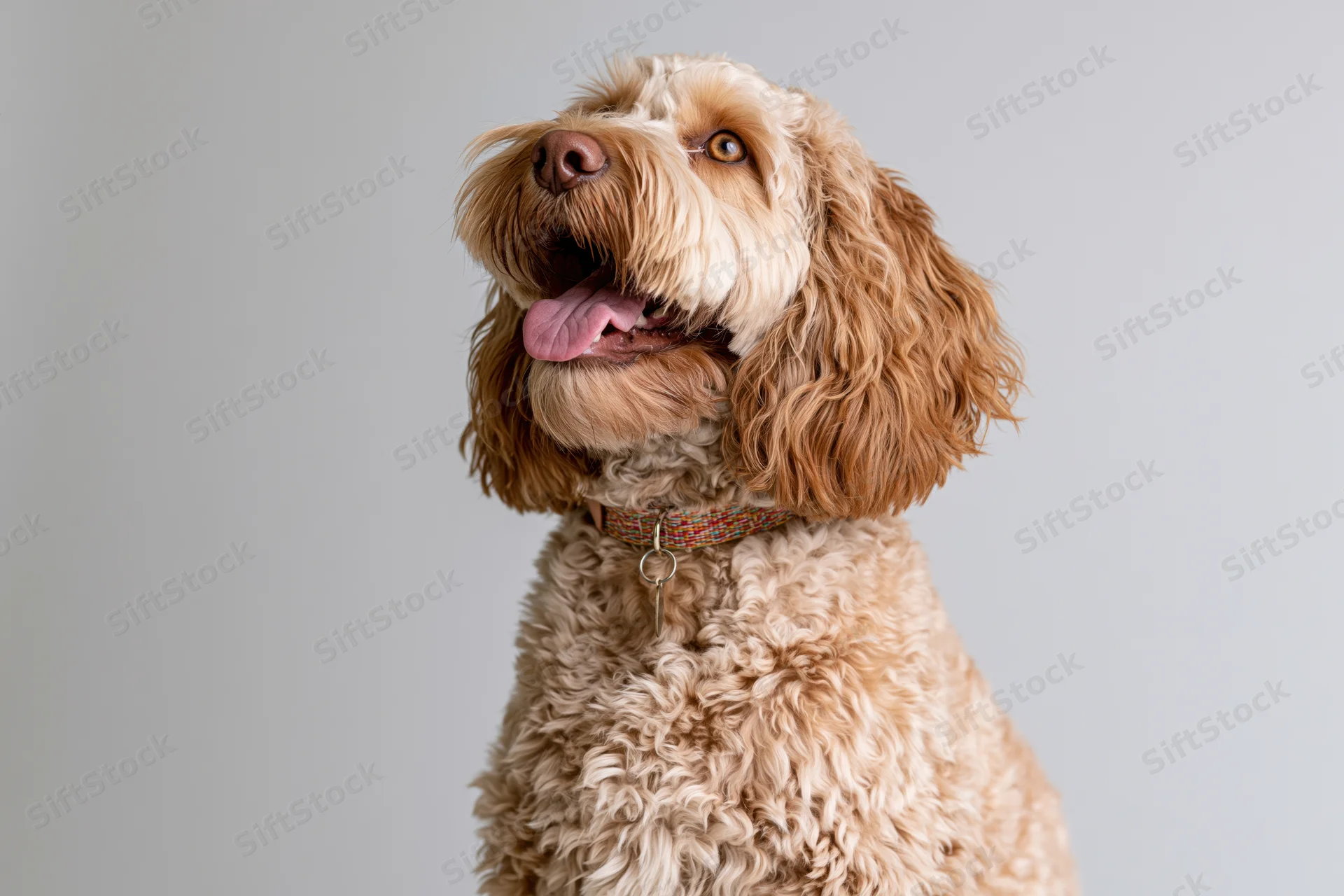 Golden cockapoo dog sitting upright with mouth open and tongue out in studio portrait