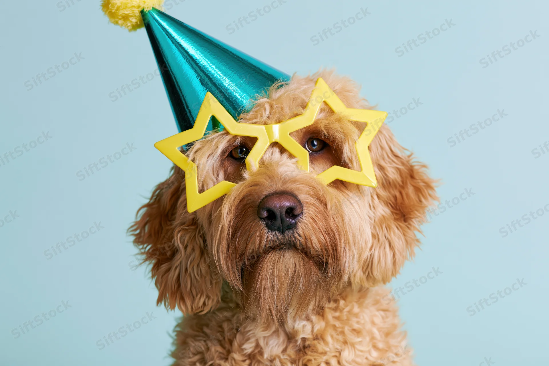 Golden cockapoo dog wearing teal party hat and yellow star sunglasses in studio portrait