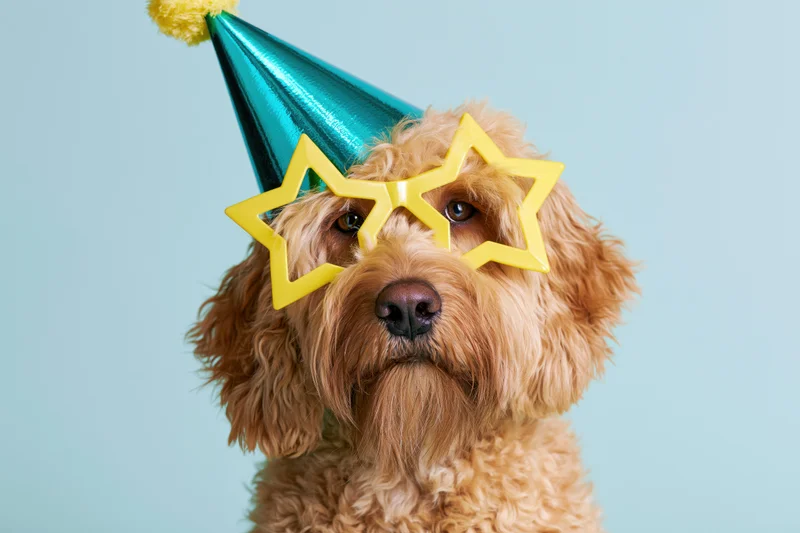 Golden cockapoo dog wearing teal party hat and yellow star sunglasses in studio portrait