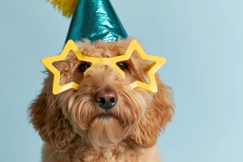 Golden cockapoo dog wearing teal party hat and yellow star sunglasses in studio portrait