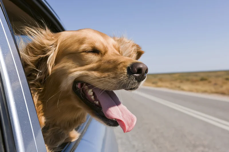 Golden retriever with head out of car window tongue out on road trip