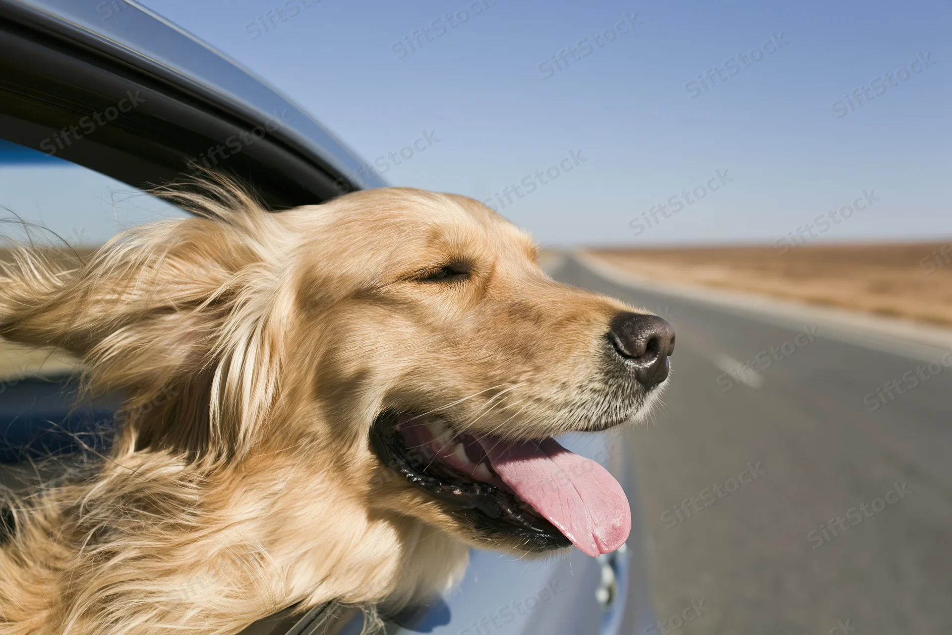 Golden retriever with head out of car window tongue out on road trip