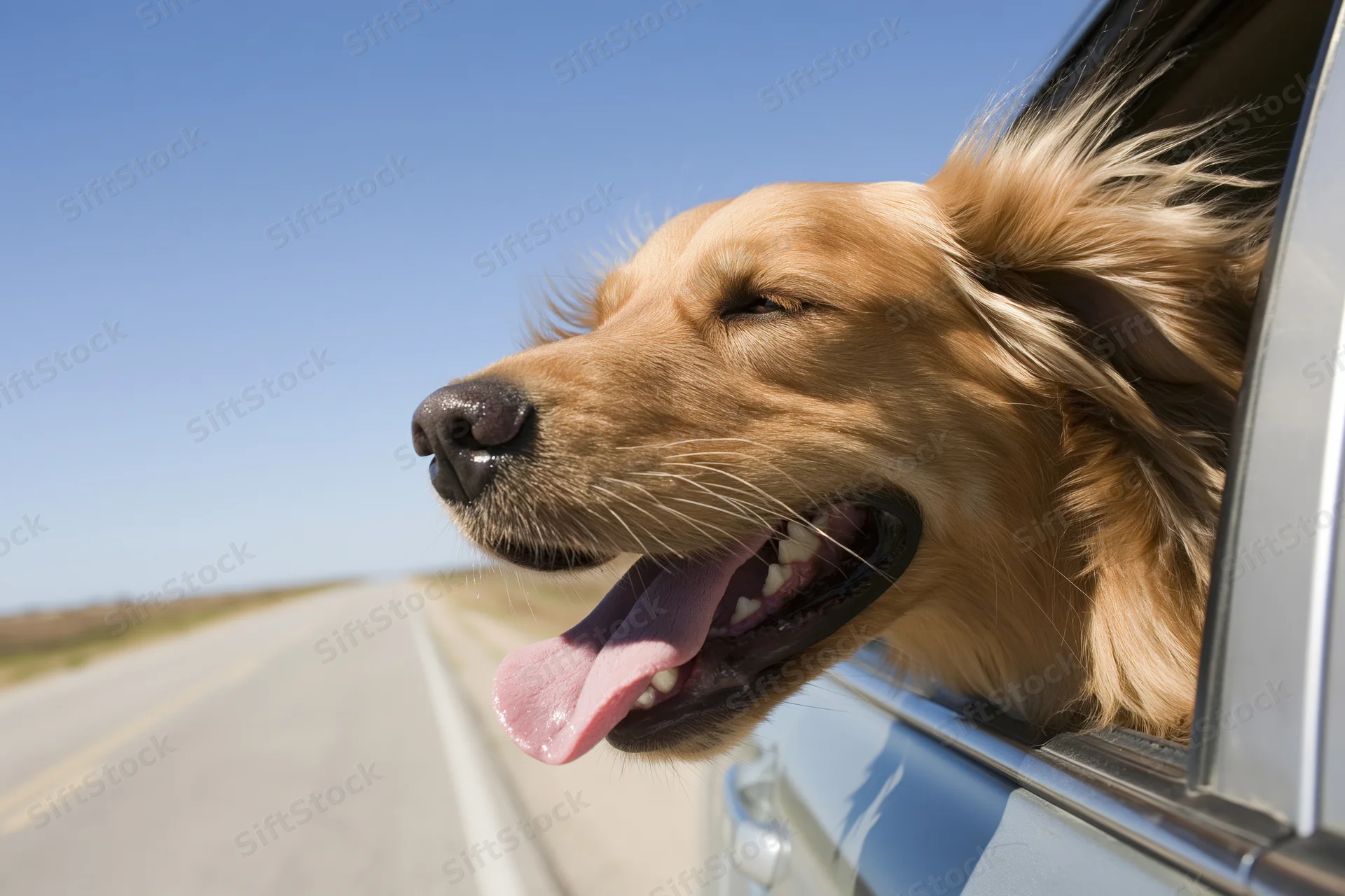 Golden retriever with head out of car window tongue out on road trip