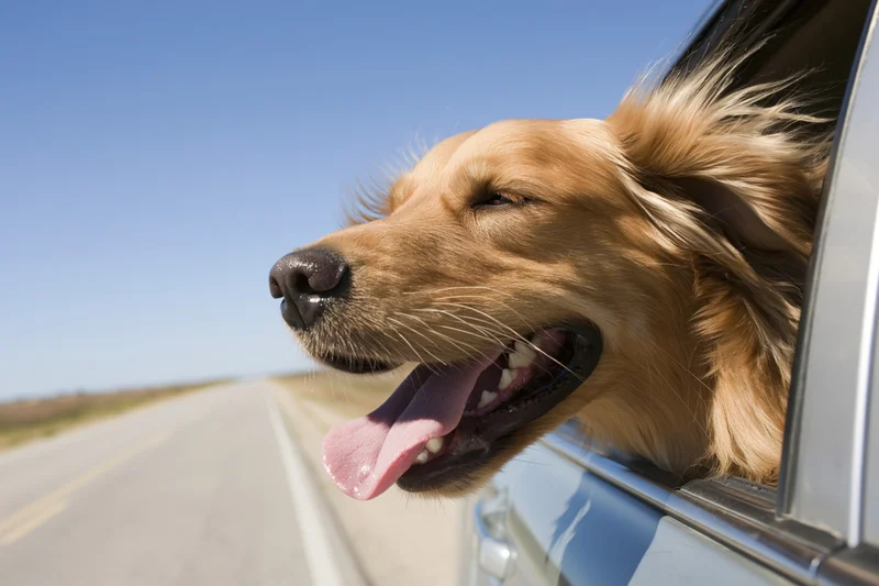 Golden retriever with head out of car window tongue out on road trip