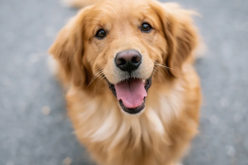 Golden retriever puppy looking up with mouth open and tongue out on pavement