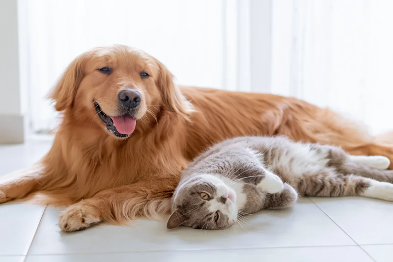 Golden retriever lying relaxed beside a gray and white cat on a light tile floor indoors