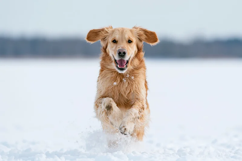 Golden retriever running toward camera in snow