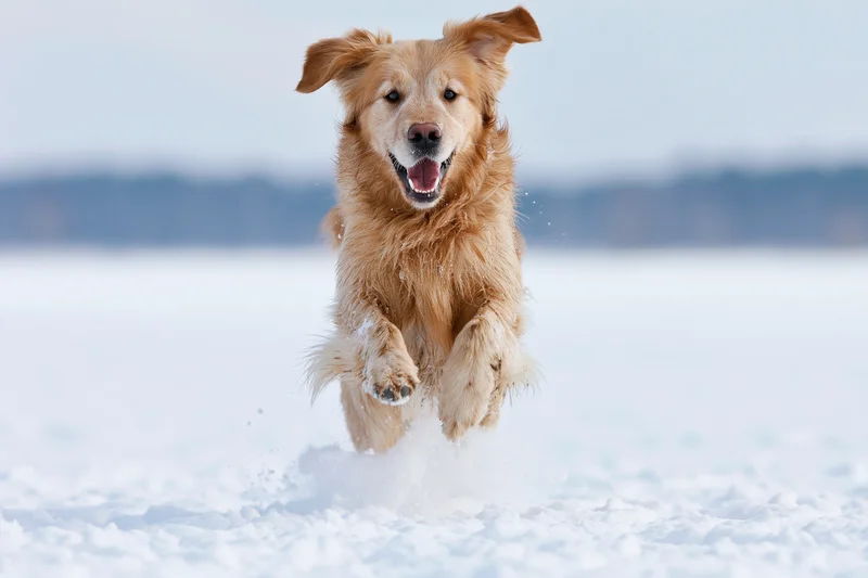 Golden retriever leaping through snow toward camera in winter landscape