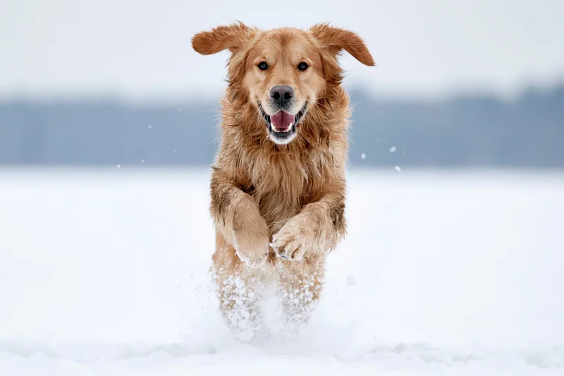 Golden retriever running toward camera in snowfield