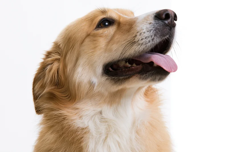 Golden retriever mix dog looking up with mouth open and tongue out in studio portrait