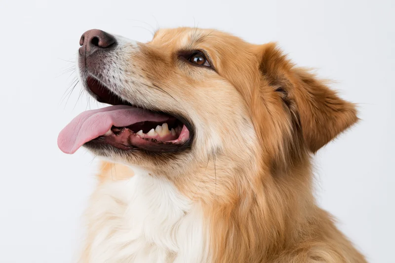 Golden retriever mix dog with open mouth and tongue out, looking up, isolated on white background