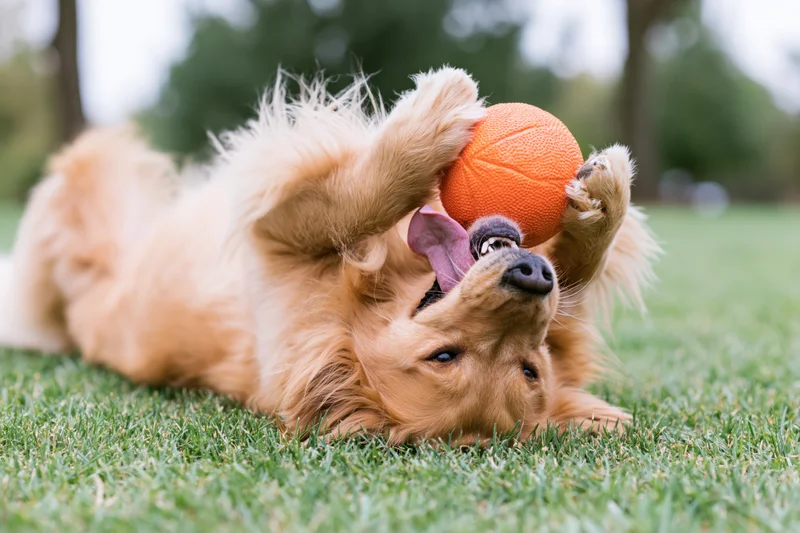 Golden retriever playing with orange ball on grass, lying on back, tongue out, paws gripping toy