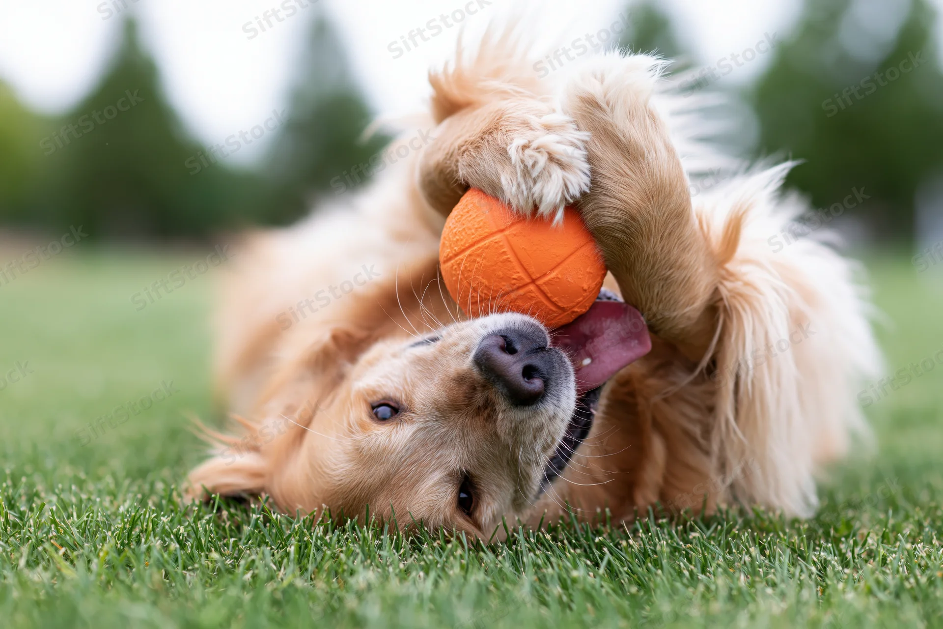 Golden retriever rolling on its back on green grass gripping an orange ball with paws and mouth