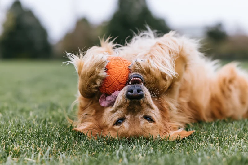 Golden retriever rolling on its back on green grass gripping an orange ball with its paws and mouth