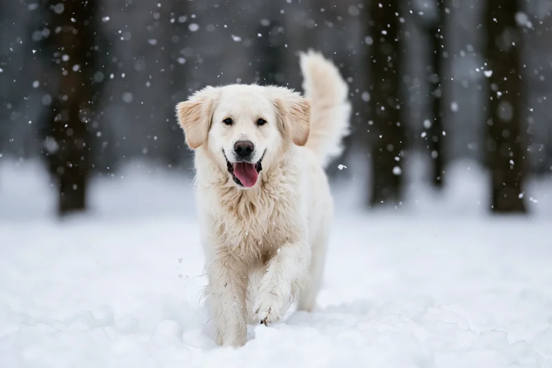 Golden retriever running toward camera through deep snow in a snowy forest