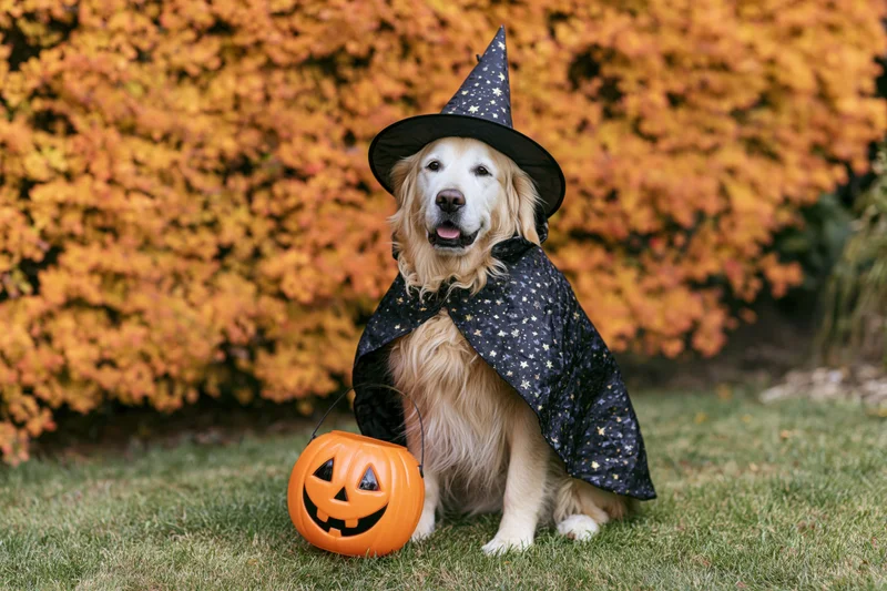 Golden retriever in witch costume sitting on grass with jack-o-lantern pumpkin beside it during autumn foliage season