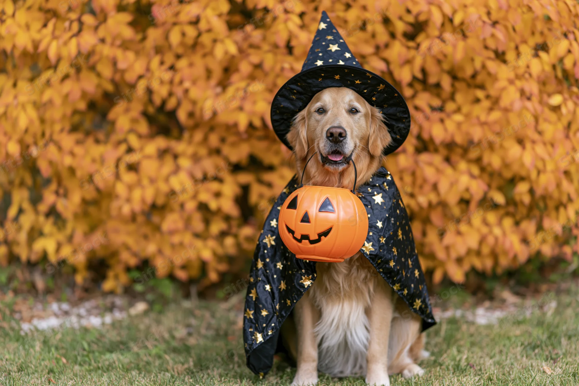 Golden retriever in witch costume holding jack-o-lantern on grass with autumn foliage behind