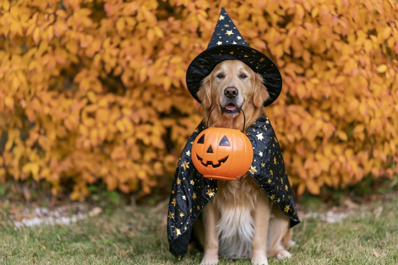 Golden retriever in witch costume holding jack-o-lantern on grass with autumn foliage behind