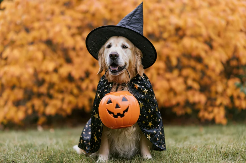 Golden retriever in witch costume holding jack-o-lantern on grass with autumn foliage behind