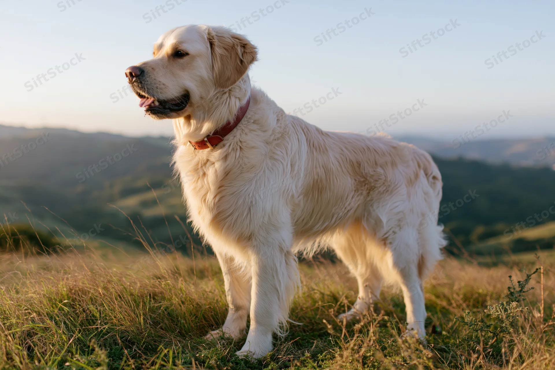 Golden retriever standing alert on a grassy hill overlooking rolling countryside at sunset