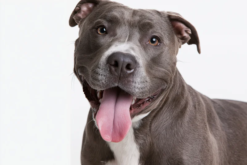Grey and white mixed-breed dog panting with tongue out in studio portrait