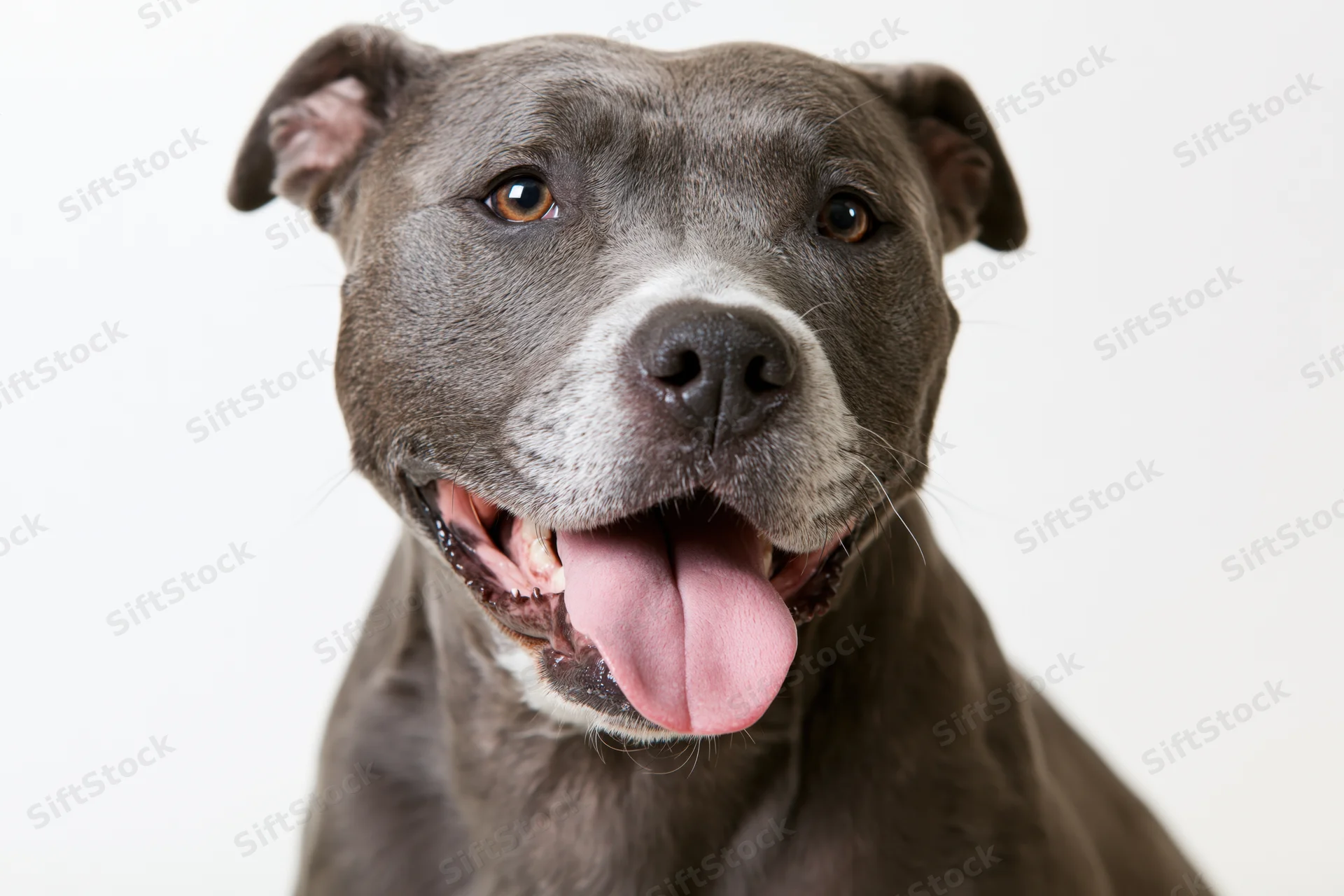 Grey and white mixed-breed dog panting with tongue out in studio portrait