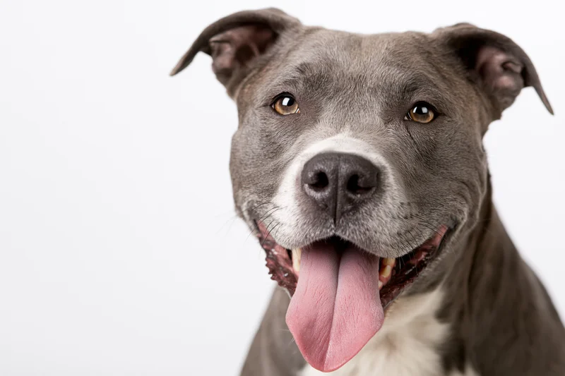 Grey and white mixed-breed dog panting with tongue out in studio portrait