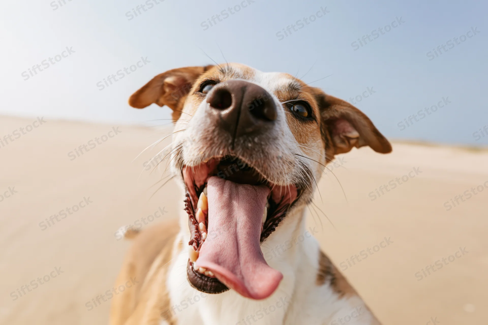 Happy mixed-breed dog panting with tongue out on sandy beach under clear sky