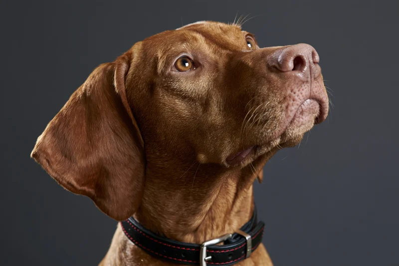 Hungarian vizsla dog looking upward with chin raised in studio portrait