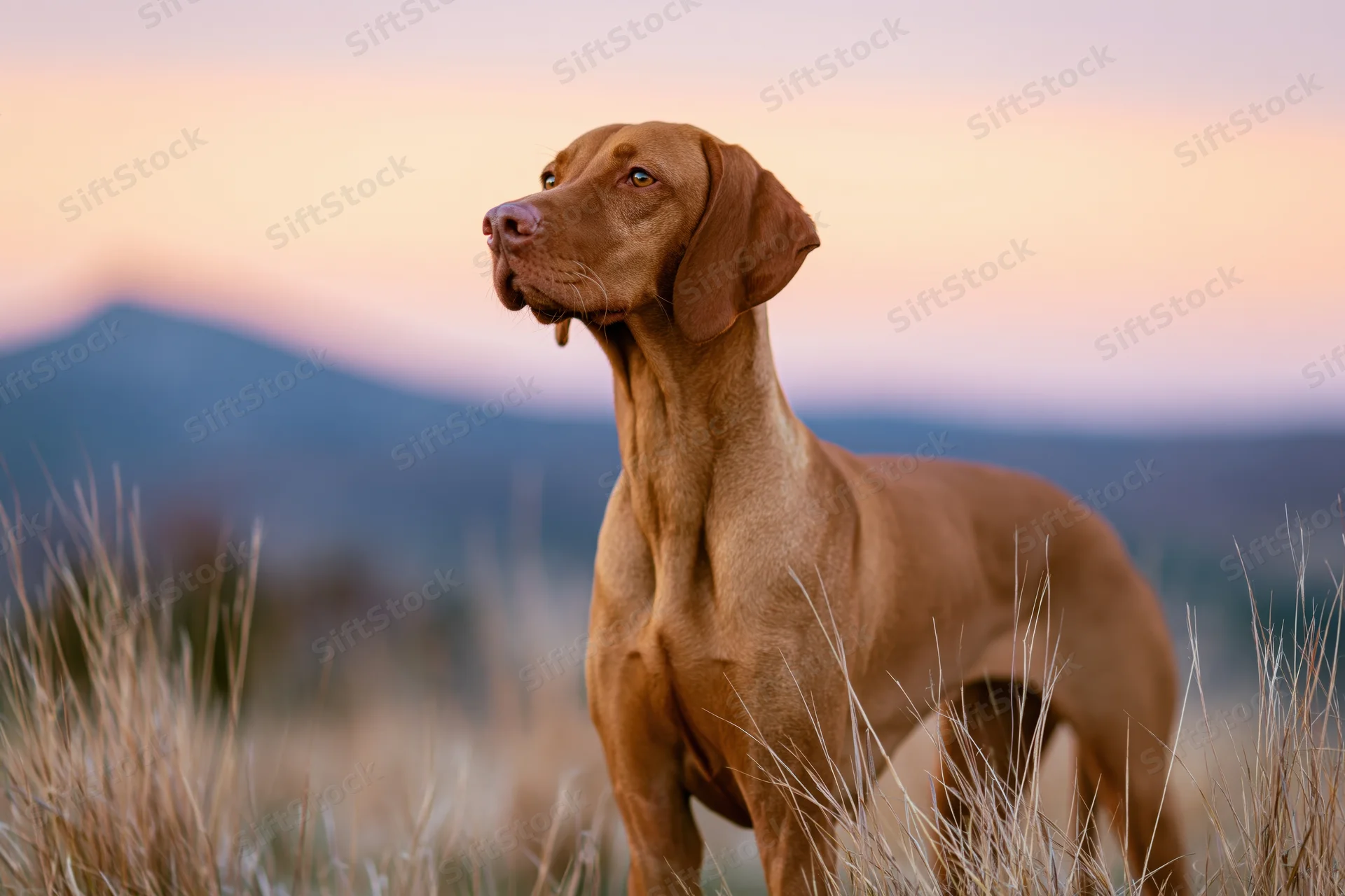 Hungarian vizsla dog standing alert in tall dry meadow grass at dusk