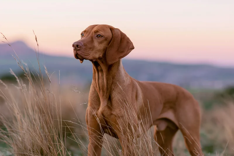 Hungarian vizsla dog standing alert in tall dry meadow grass at sunset
