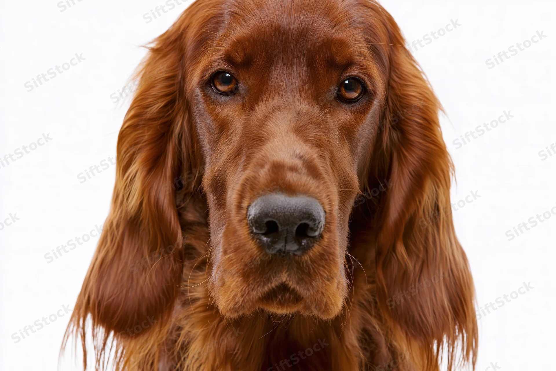 Irish setter dog facing camera directly in close-up portrait against white background