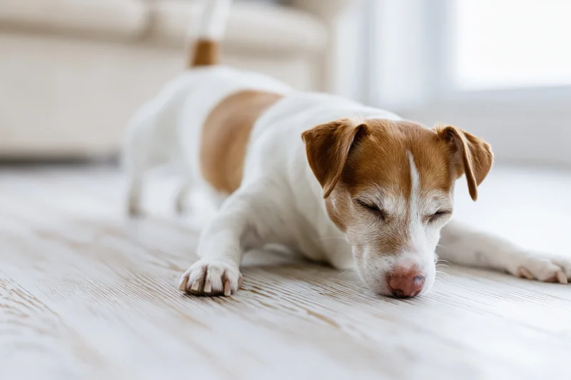 Jack russell terrier doing a full play bow stretch on a light wooden floor in a living room