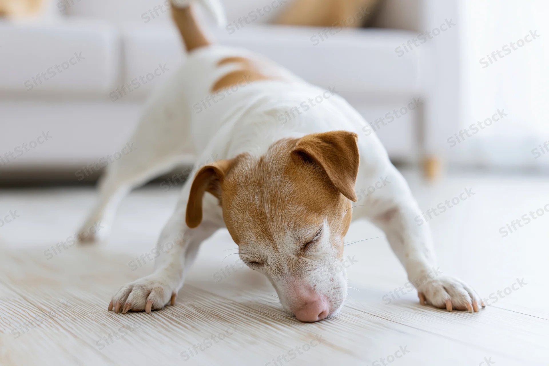 Jack russell terrier doing a full play bow stretch on a light wooden floor in a living room