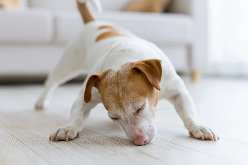 Jack Russell Terrier doing a play bow stretch on wood floor