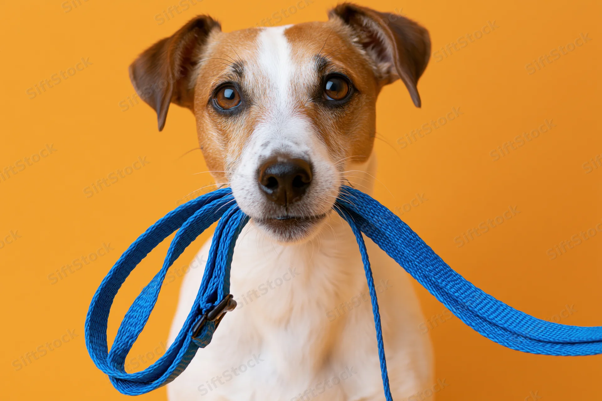 Jack russell terrier holding blue nylon leash in mouth against orange background