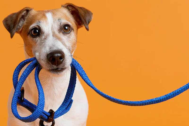 Jack russell terrier holding blue nylon leash in mouth against orange background