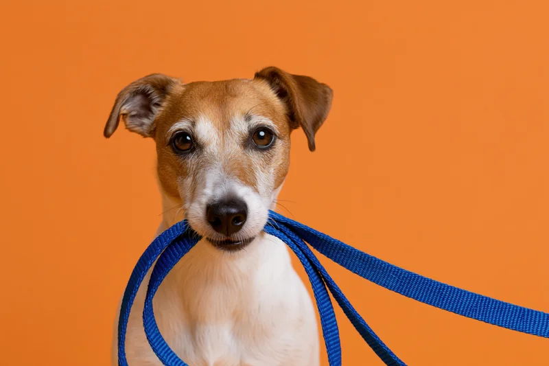Jack russell terrier holding blue nylon leash in mouth against orange background