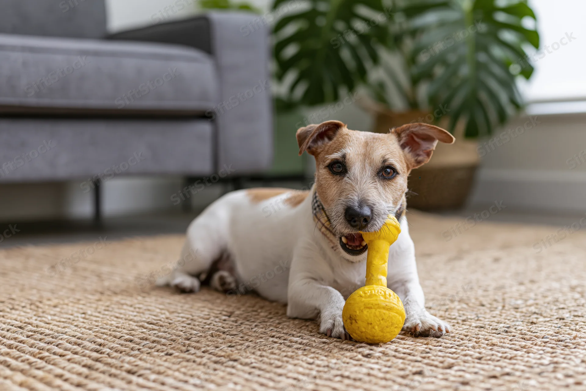 Jack russell terrier lying on woven jute rug chewing yellow bone toy