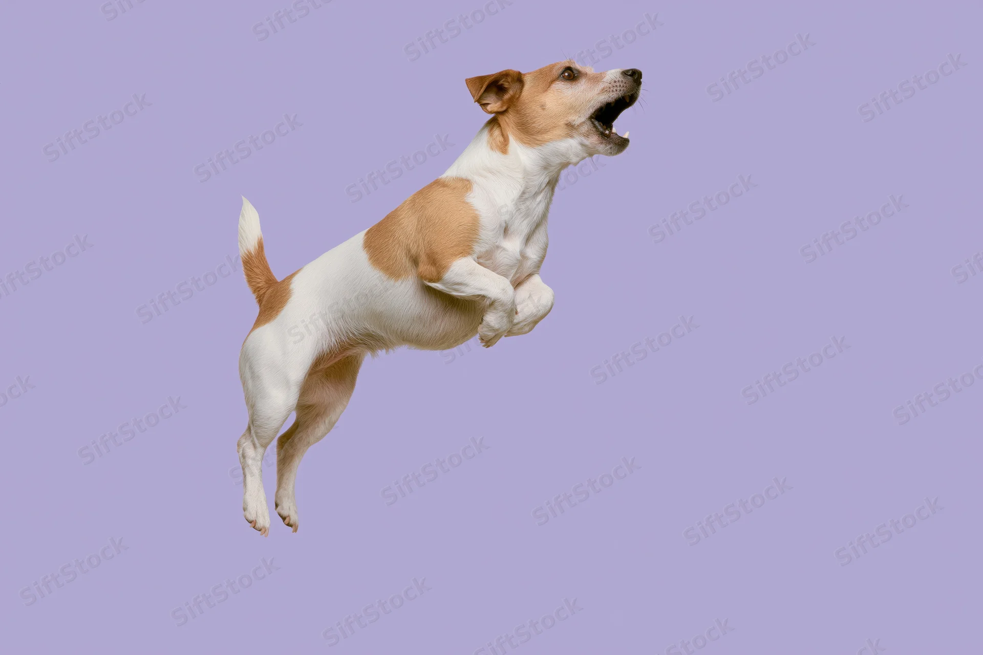 Jack russell terrier mid jump with mouth open against lavender background