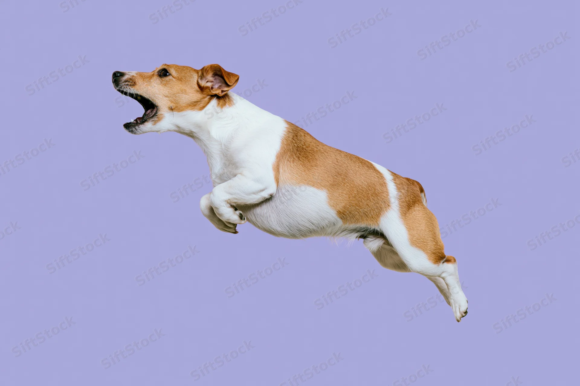 Jack russell terrier mid jump with mouth open against lavender background