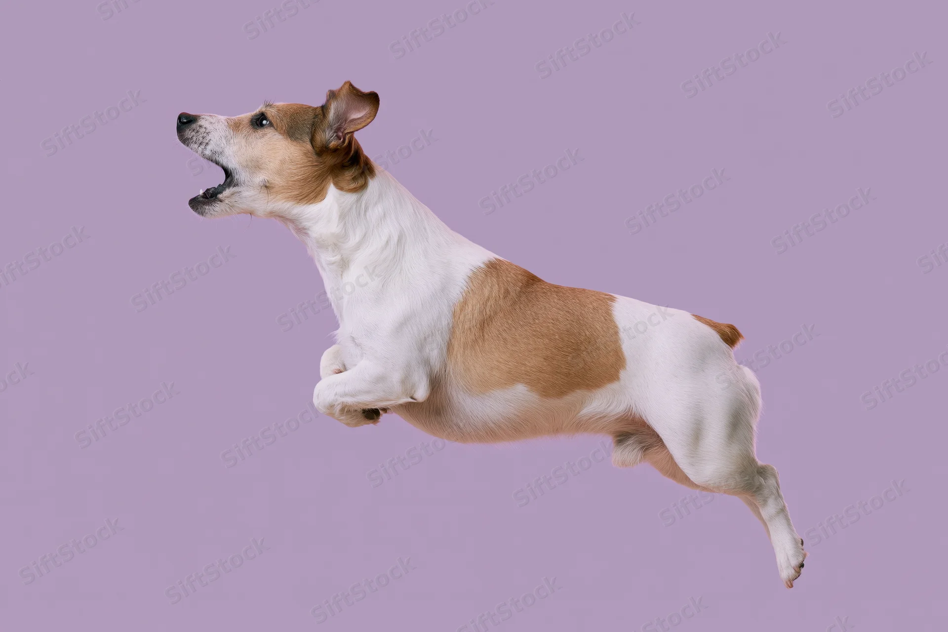 Jack russell terrier mid-jump with mouth open against lavender background