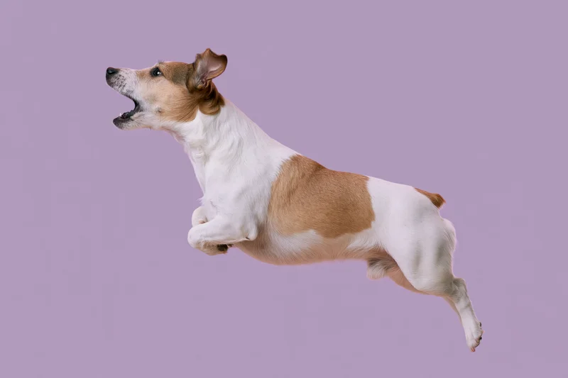 Jack russell terrier mid-jump with mouth open against lavender background