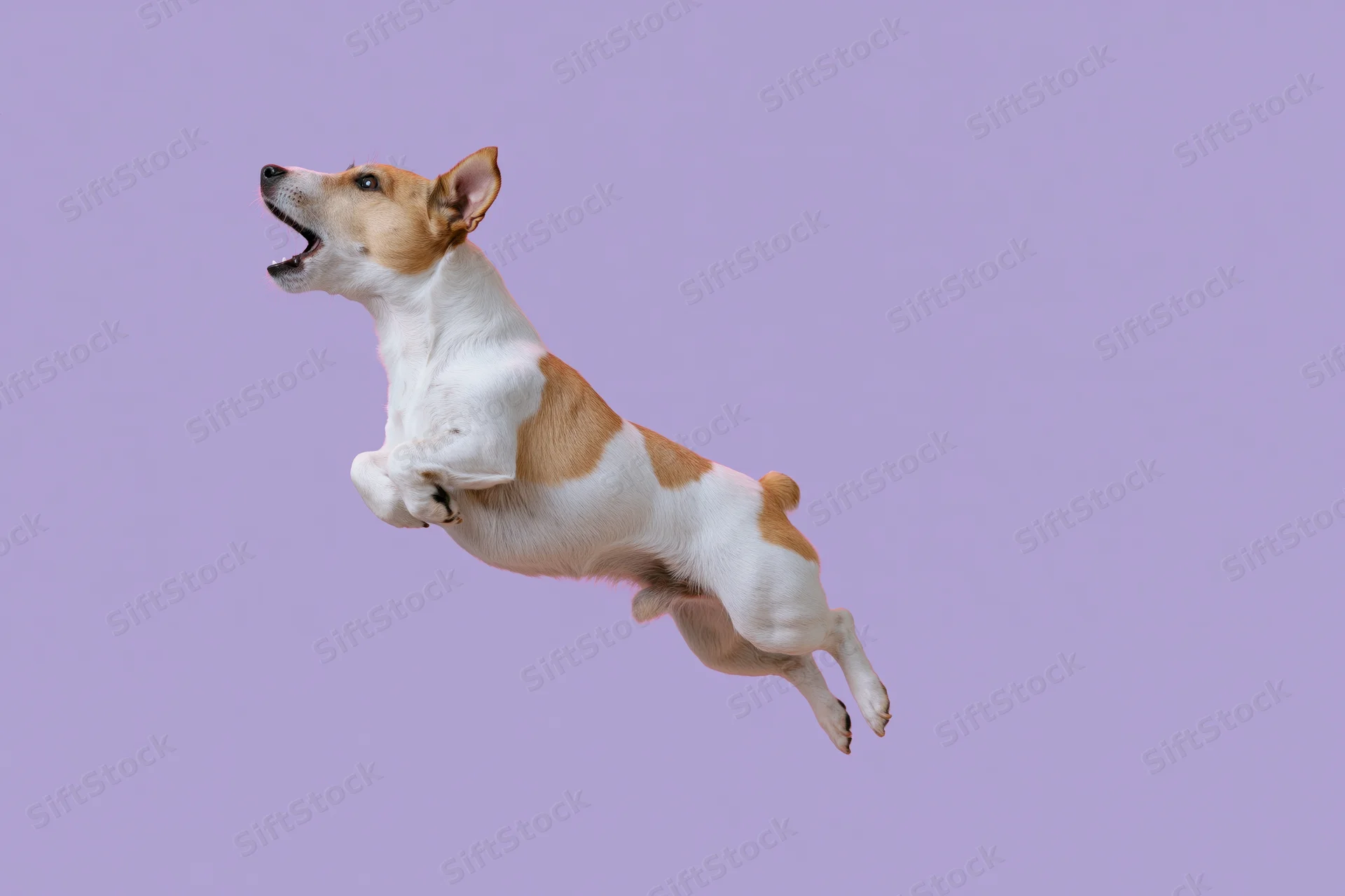 Jack russell terrier mid jump with mouth open against lavender background