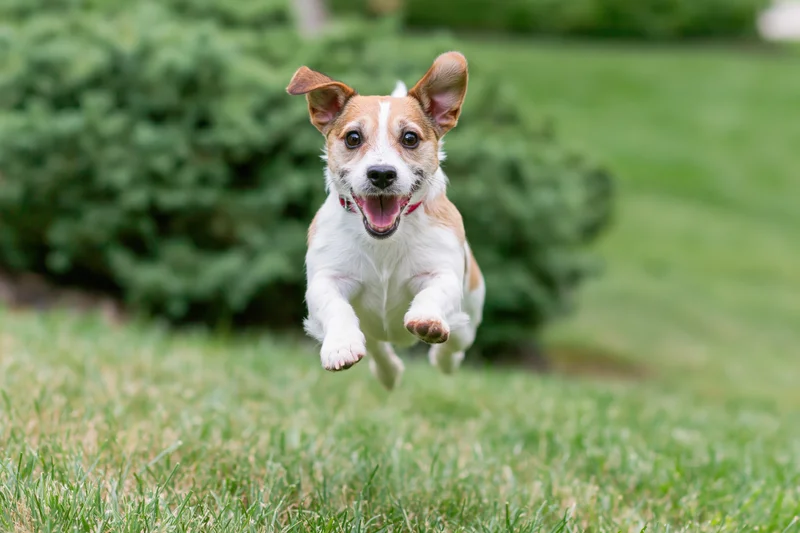 Jack russell terrier mid-leap running toward camera on grassy lawn
