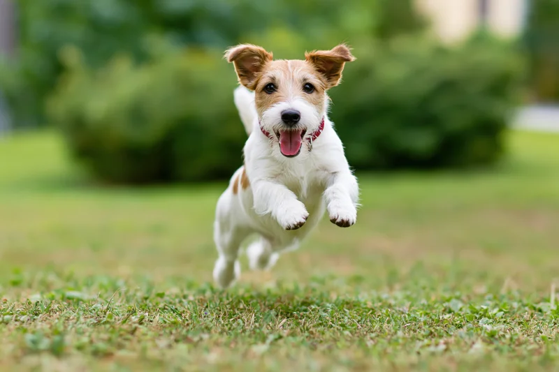 Jack russell terrier mid-leap running toward camera on grassy lawn