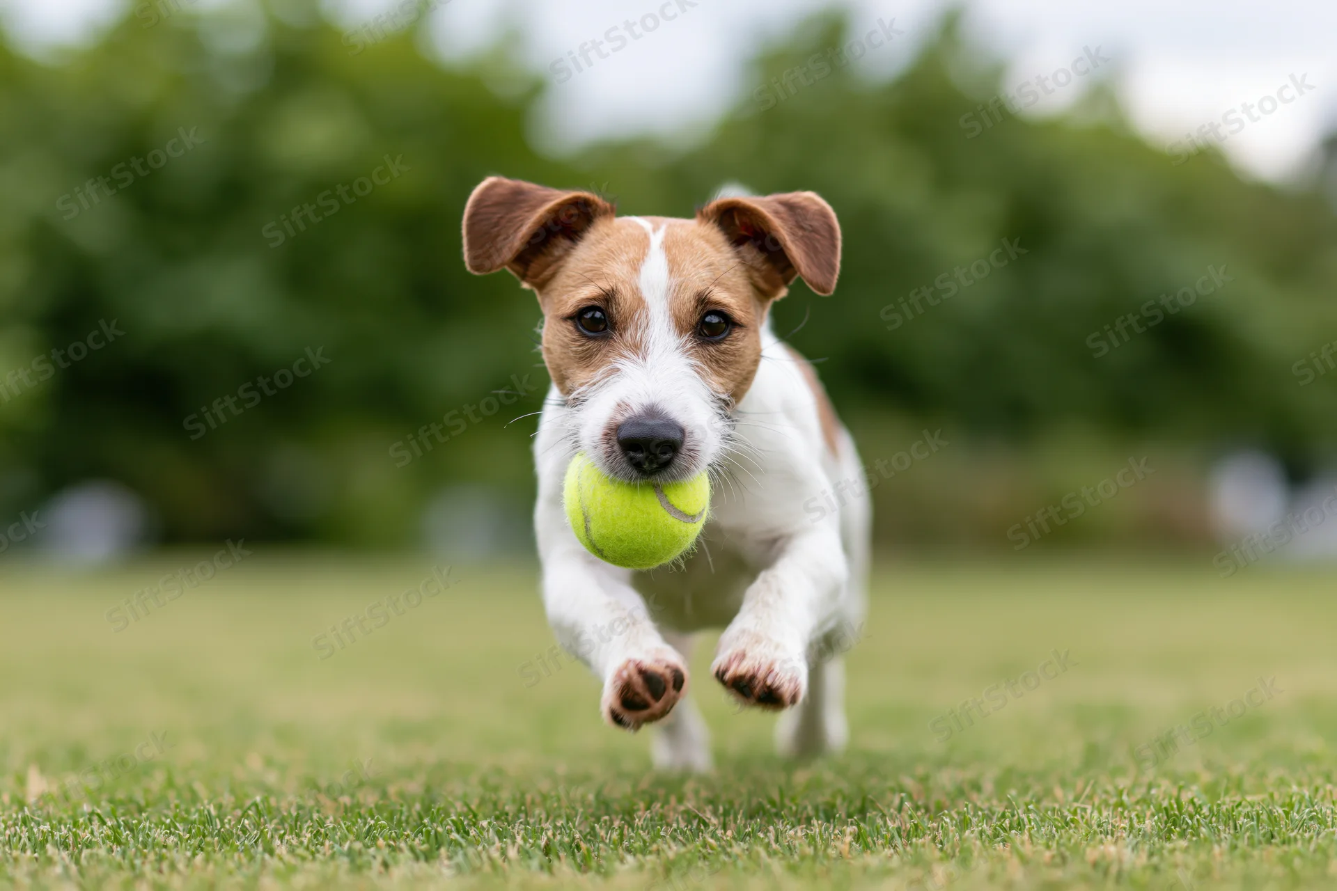 Jack russell terrier running toward camera with tennis ball in mouth on grassy field