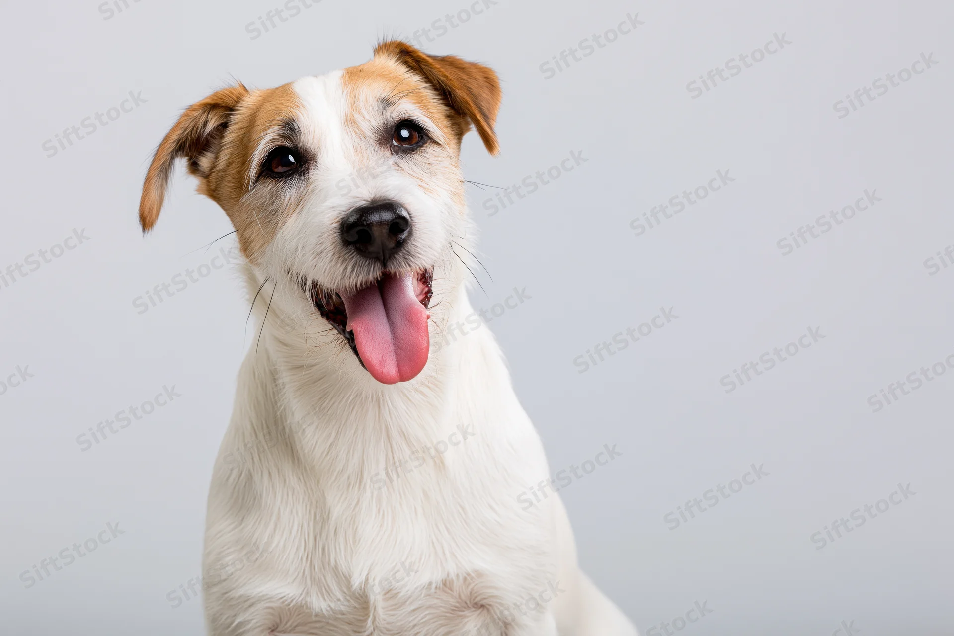 Jack russell terrier sitting with mouth open and tongue out against light gray background