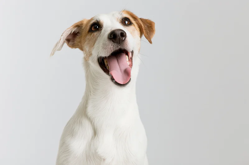 Jack russell terrier sitting upright with mouth open and tongue out against a plain white background